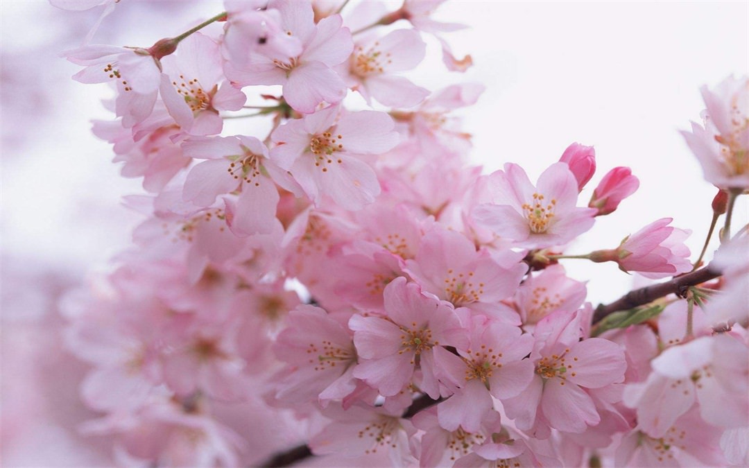 桃花.jpg